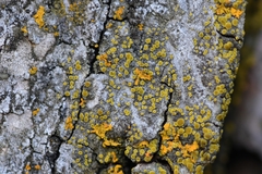 Candelariella antennaria