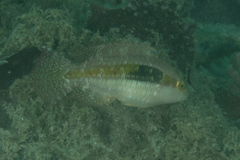 Oxycheilinus bimaculatus