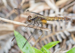 Erythrodiplax avittata