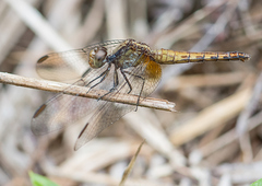 Erythrodiplax avittata