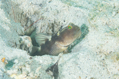Cryptocentrus fasciatus