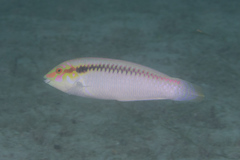 Halichoeres scapularis