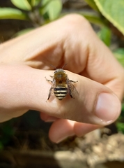 Mystacanthophora