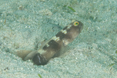 Cryptocentrus fasciatus