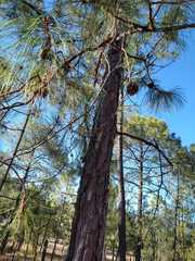 Pinus luzmariae