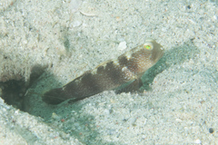 Cryptocentrus fasciatus