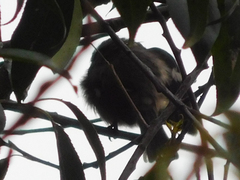Conirostrum cinereum
