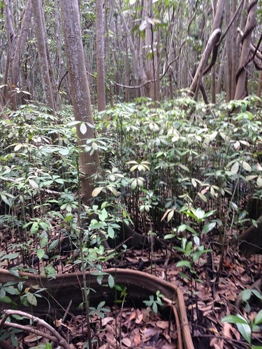 Pachira aquatica - Whole tree