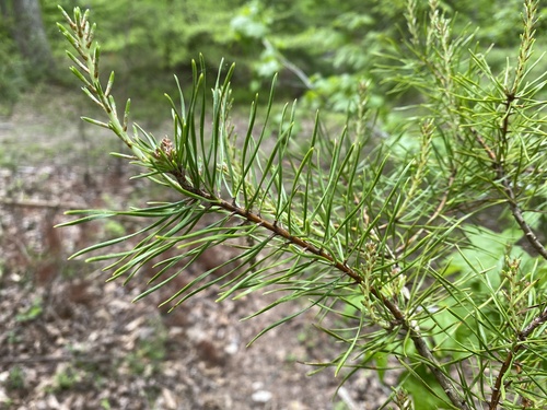 Virginia pine (Pinus virginiana)