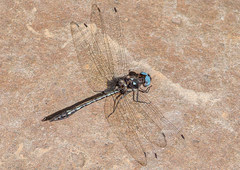 Macrothemis imitans