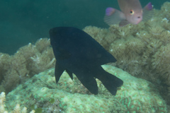 Neoglyphidodon melas