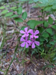 Phlox amoena