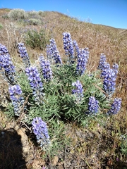 Lupinus argenteus argenteus