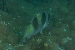 Parupeneus crassilabris