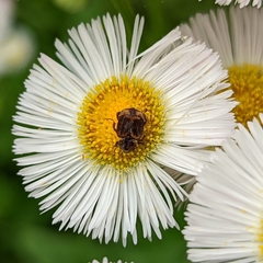 Valgus canaliculatus