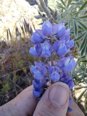 Lupinus argenteus argenteus