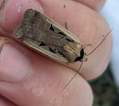 Parabagrotis formalis