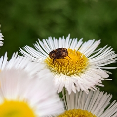 Valgus canaliculatus