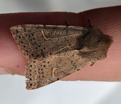 Perigonica pectinata