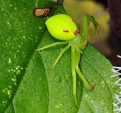 Misumena spinifera
