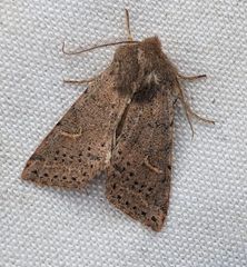 Perigonica pectinata