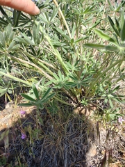 Lupinus argenteus argenteus