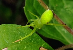 Misumena spinifera