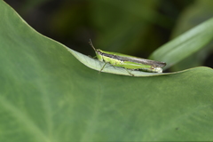 Gesonula punctifrons