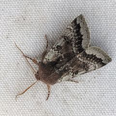 Orthosia pulchella