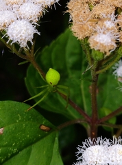 Misumena spinifera