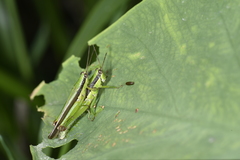 Gesonula punctifrons