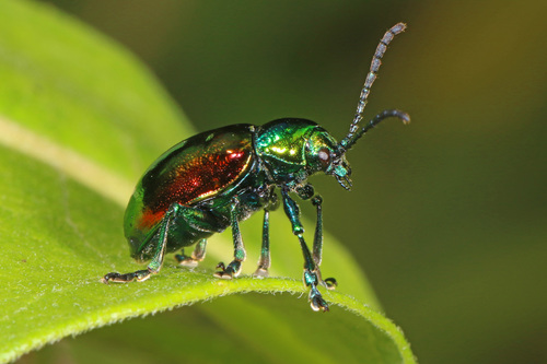 Dogbane Leaf Beetle photo 4