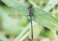 Macrothemis marmorata