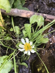Caltha leptosepala