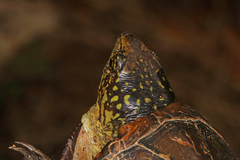 Kinosternon subrubrum subrubrum