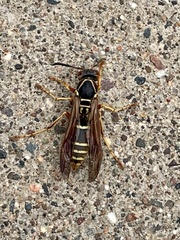 Polistes fuscatus
