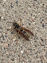 Polistes fuscatus