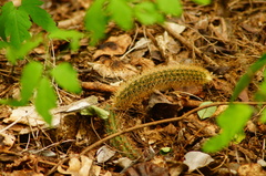 Acanthocereus oaxacensis