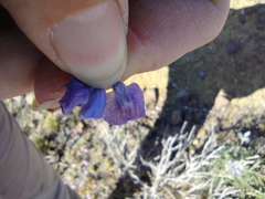 Lupinus argenteus argenteus
