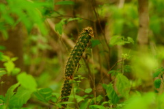 Acanthocereus oaxacensis