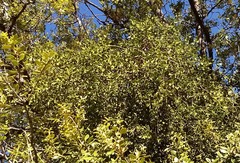 Phoradendron leucarpum serotinum