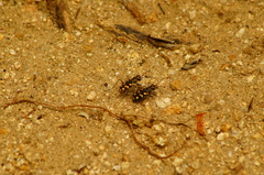 Cicindela