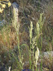 Rumex papillaris
