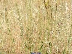 Rumex papillaris