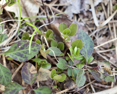 Polygaloides paucifolia