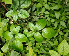 Rubus bollei