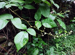 Rubus bollei
