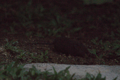 Melanomys caliginosus