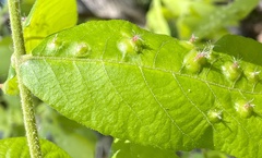 Phylloxera caryaefoliae