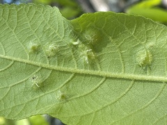 Phylloxera caryaefoliae